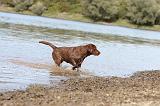 LABRADOR 217